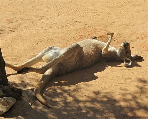 S­i­z­d­e­n­ ­D­a­h­a­ ­K­ö­t­ü­ ­B­i­r­ ­G­ü­n­ ­G­e­ç­i­r­e­n­ ­2­1­ ­K­a­n­g­u­r­u­